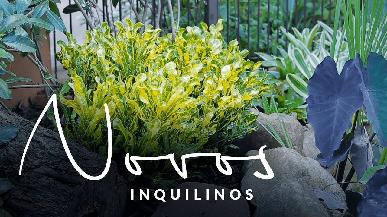 Jardim das Ideias #44: Novos inquilinos