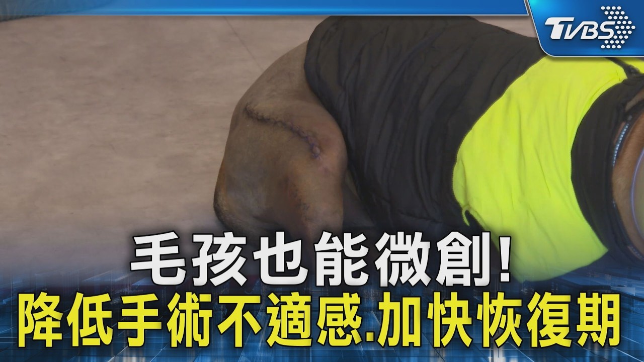 毛孩也能微創! 降低手術不適感.加快恢復期 ｜TVBS新聞 @TVBSNEWS02