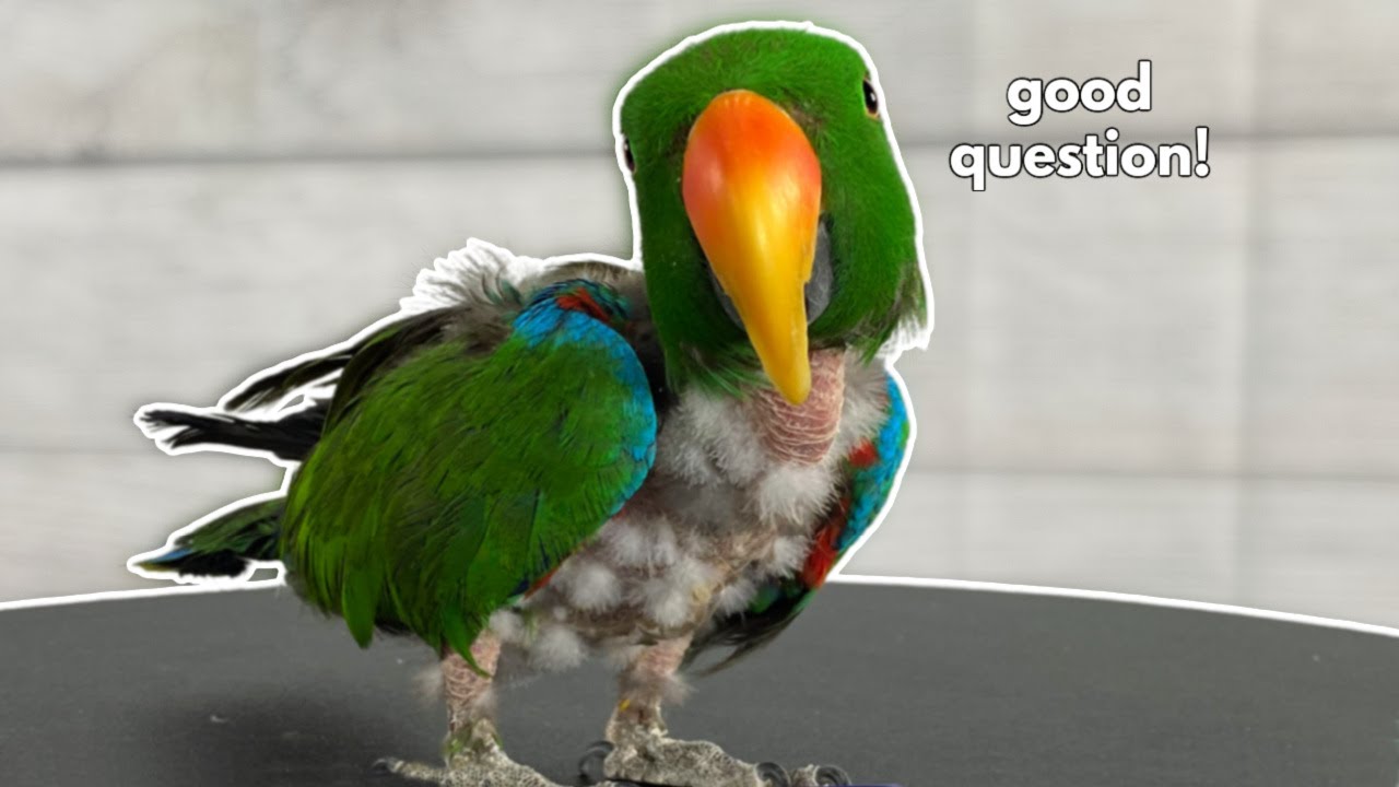 Do Eclectus Parrots TRULY Have Longer GI Tracts? | Updated For 2022