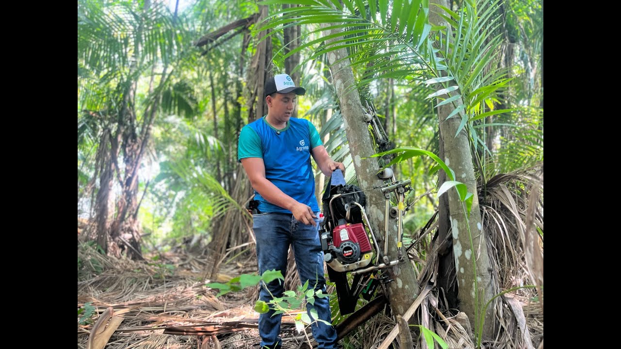 Entre a tradição e a inovação, tecnologia busca tornar mais segura a colheita do açaí em Roraima