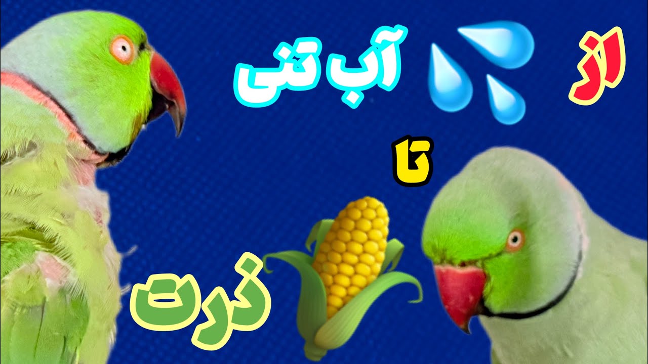 روزمرگی با بلفی و فیدل | 🐦💦 از آبتنی تا ذرت!