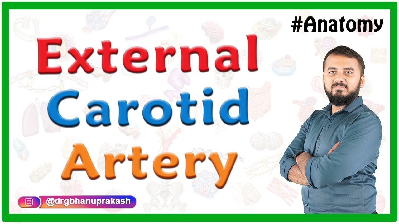 External carotid artery Anatomy : Course, Branches and divisions and clinical aspects