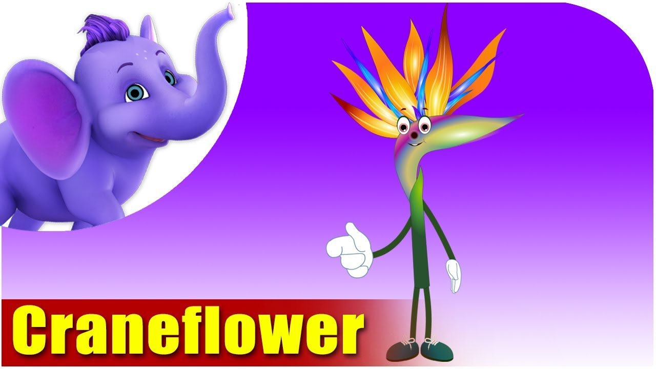 Crane Flower | Flower Song | 4K | Appu Series
