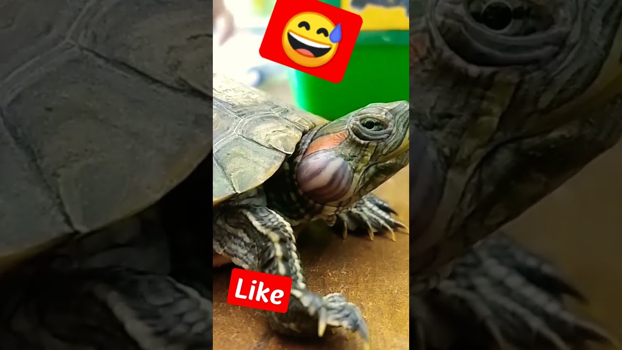 cute pet turtle pimple on face|  You may have this situation