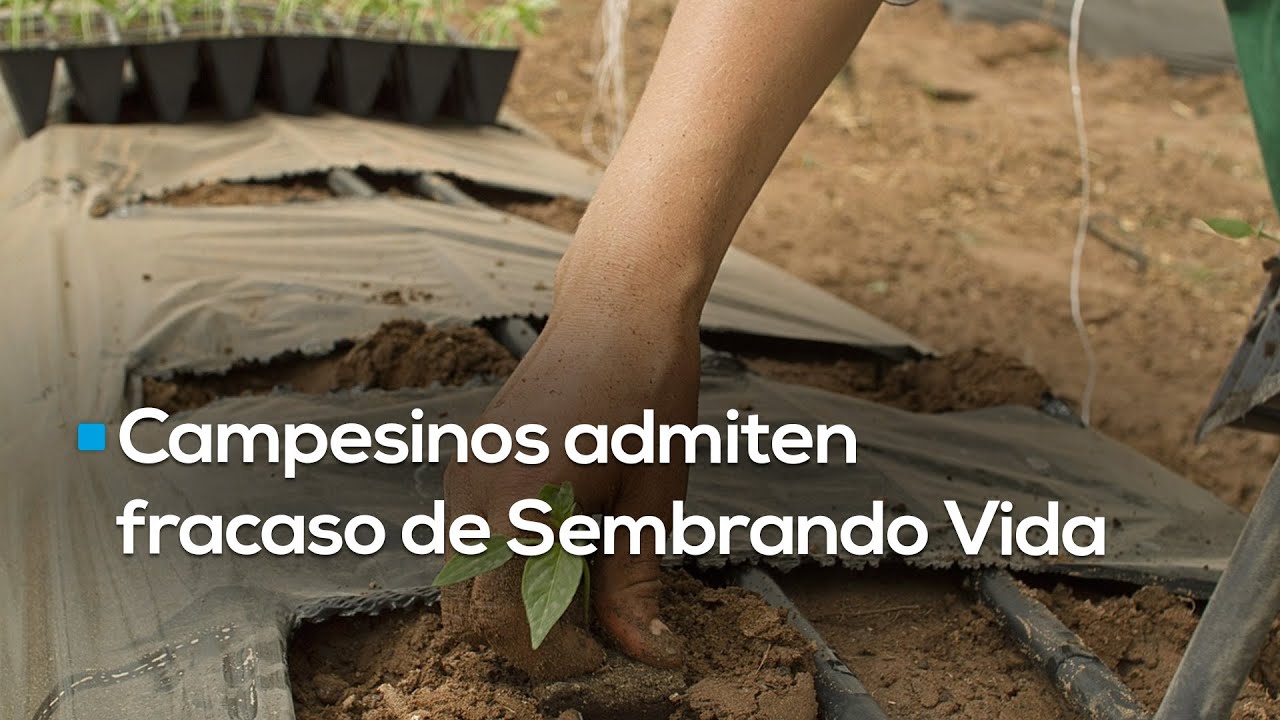 Campesinos denuncian fracaso del programa Sembrando Vida del Gobierno Federal