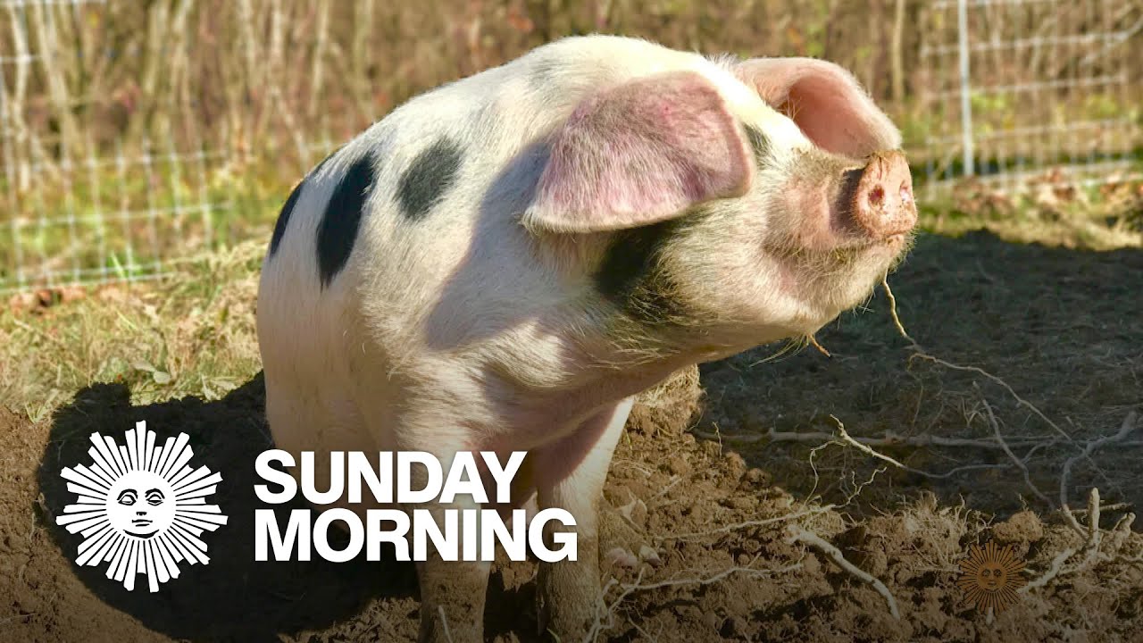 A pig in a pickle