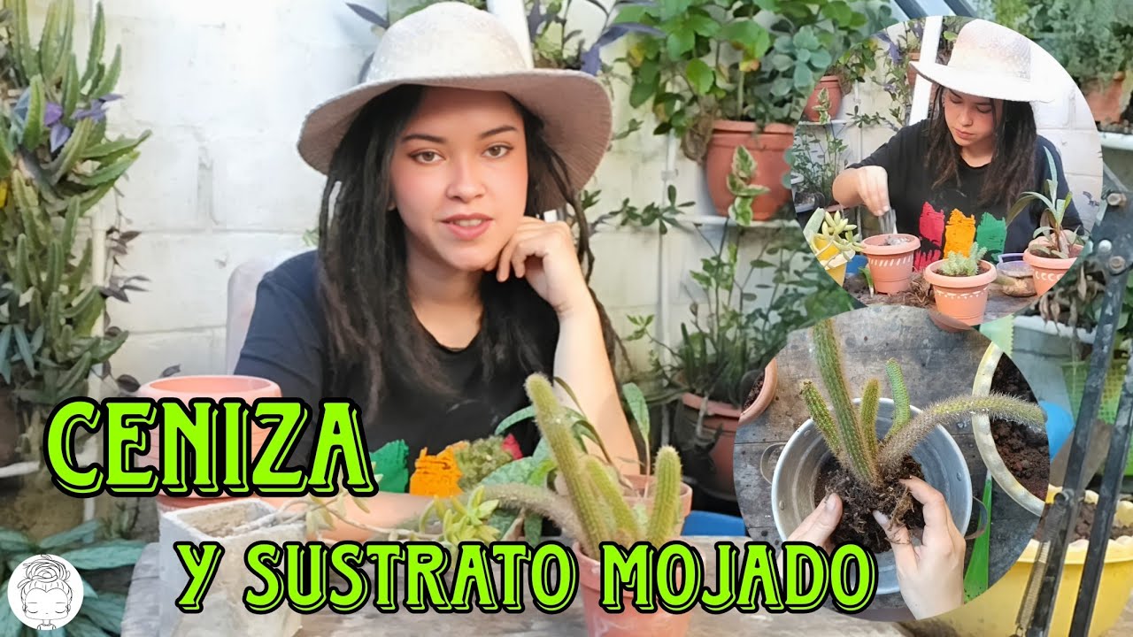 Asi uso la CENIZA en mis TRASPLANTES y mi sustrato estaba mojado 😭😭😭