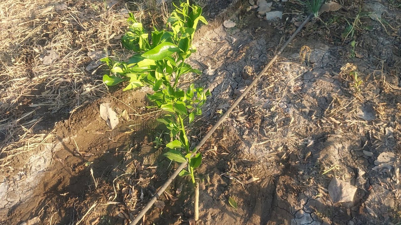 Episode  :- 18 Alemow Rootstock Microbudding Orange 🍊 Plants Growth #citrusfarming #farming #orange