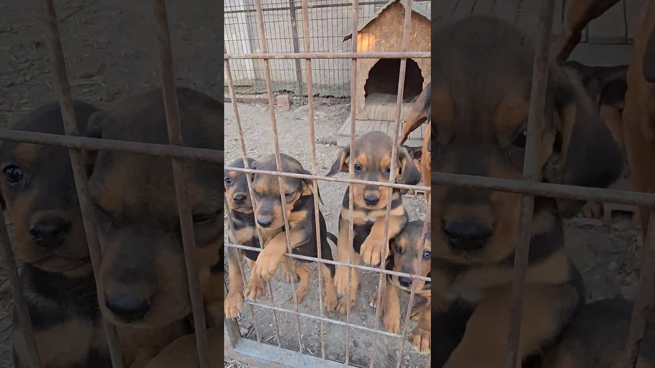 Bizim cocuklar #okaysahin #youtubeshorts #animals