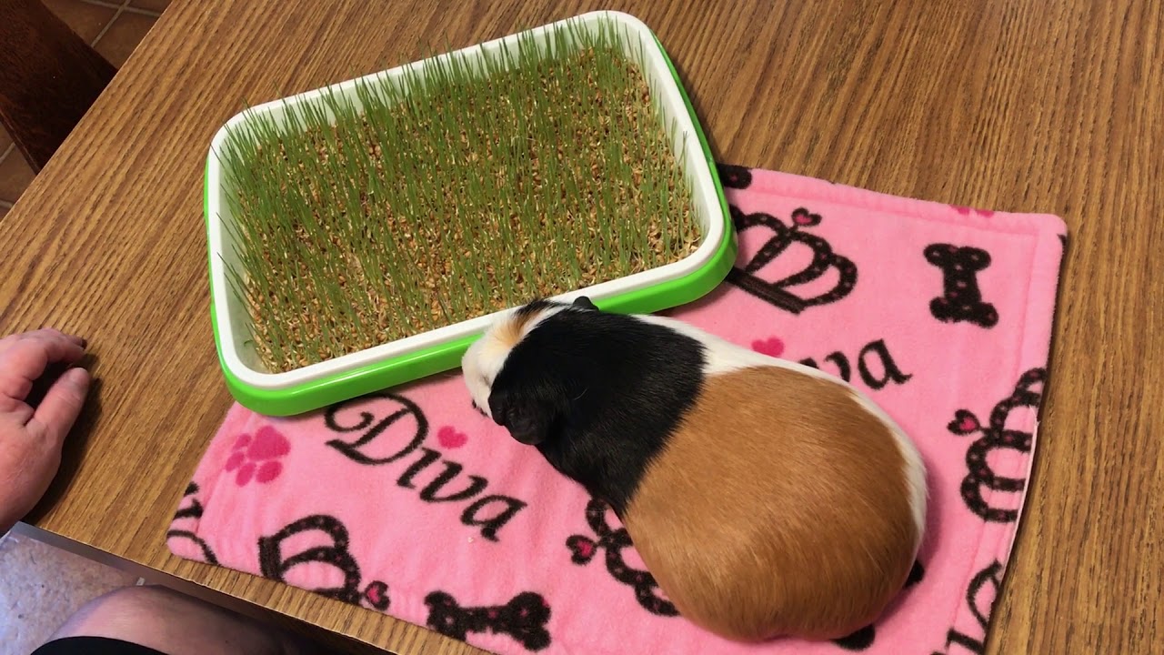 MGPR - Growing Hydroponic Wheat Grass