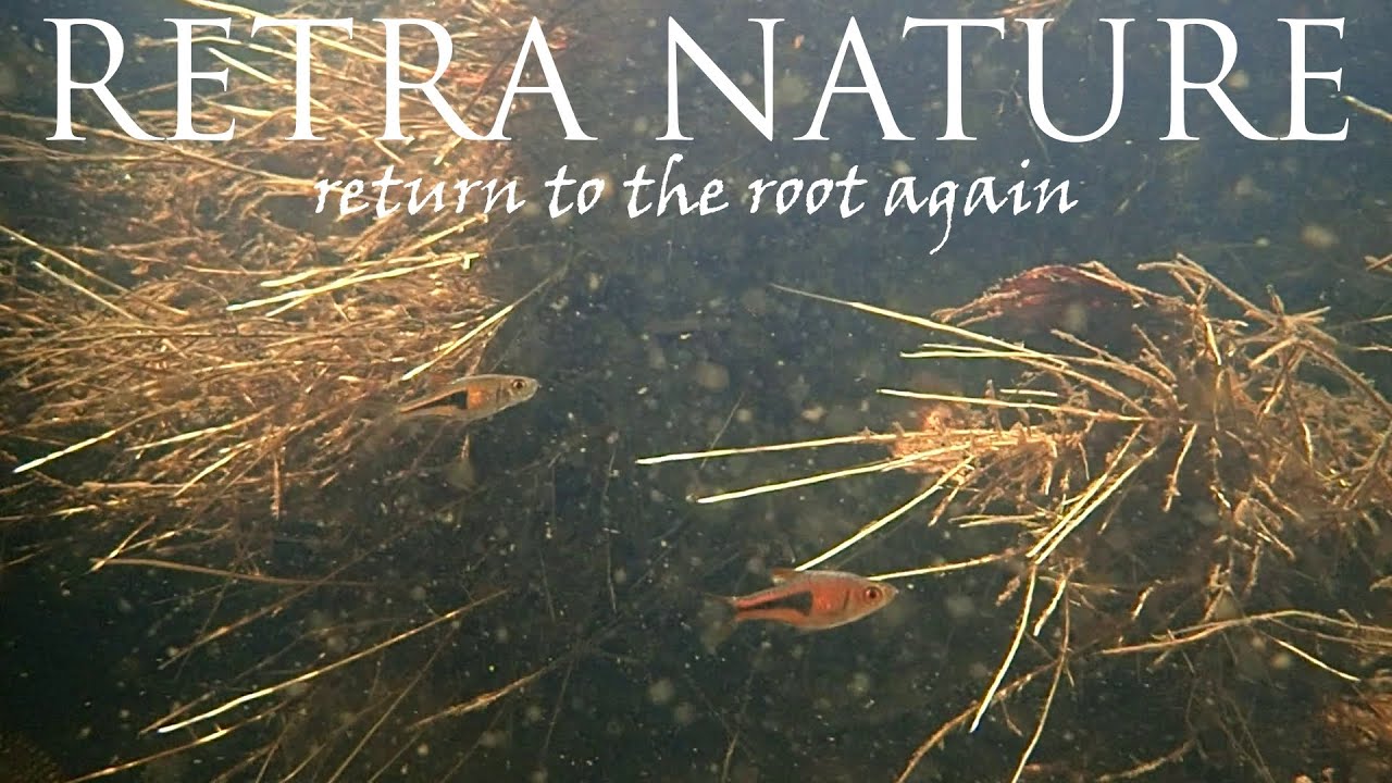 Trigonostigma espei in its natural habitat: Underwater footage from the North of Peninsular Malaysia