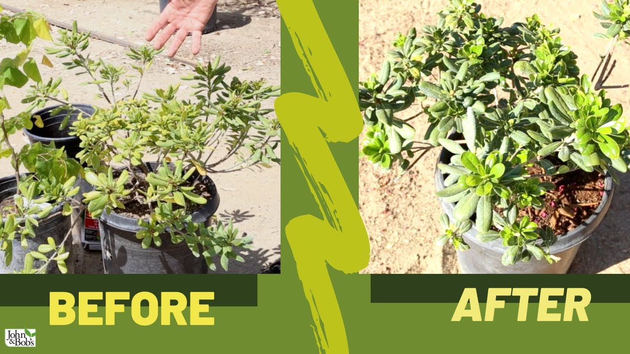 Plant Revival | Mock Orange Shrub