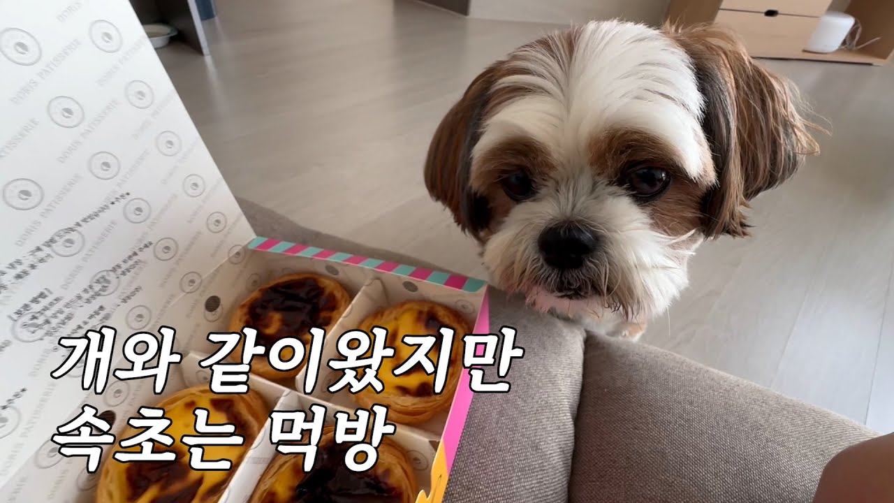 개와 같이 왔지만 속초는 먹방ㅣ반려견동반여행ㅣ속초여행ㅣ애견동반여행ㅣ속초맛집