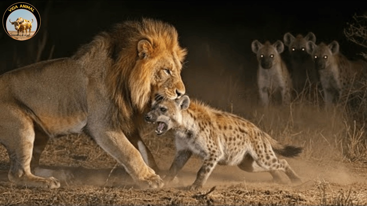 LEONES DE ZAKOUMA &ndash; La Caza M&aacute;s Brutal en la Sabana Africana | Documental De Vida Salvaje