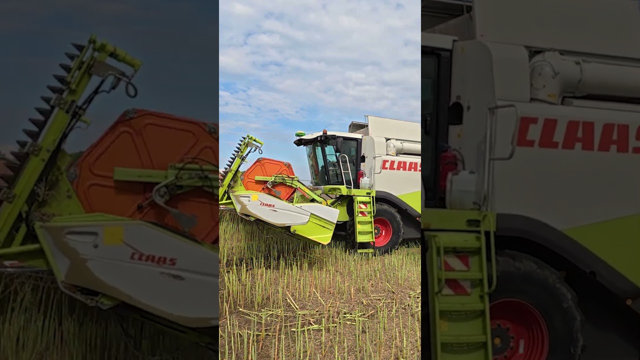 Kombajn Claas Lexion 540 w rzepaku #shorts #rolnictwo