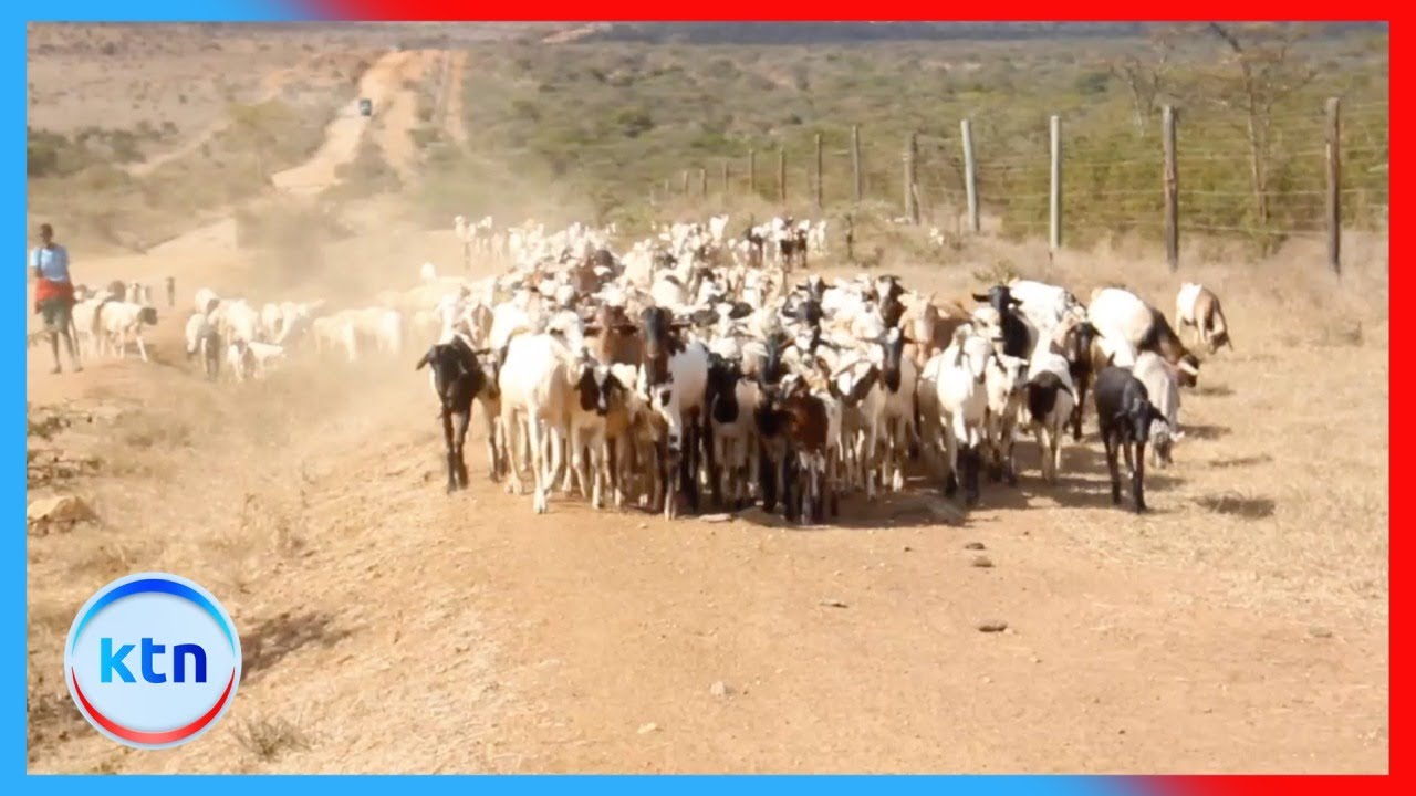 Doldol yazidi kukumbwa na uvamizi huku mifugo ikiendelea kupotea