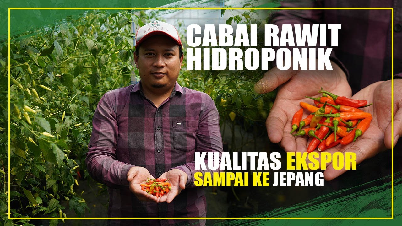 KEUNGGULAN CABAI HIDROPONIK KUALITAS EKSPOR