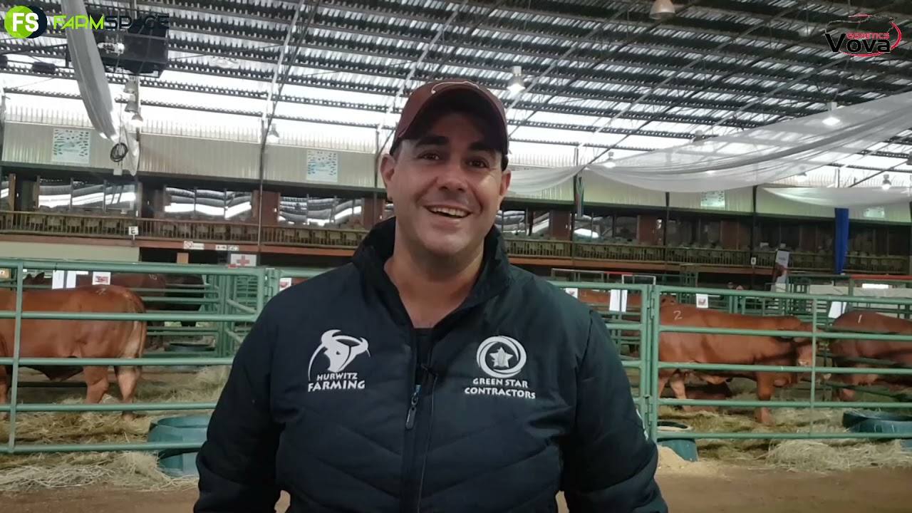 Simeon Hurwitz takes us through the Droughtmaster breed at the VOVA Genetics Droughtmaster Auction