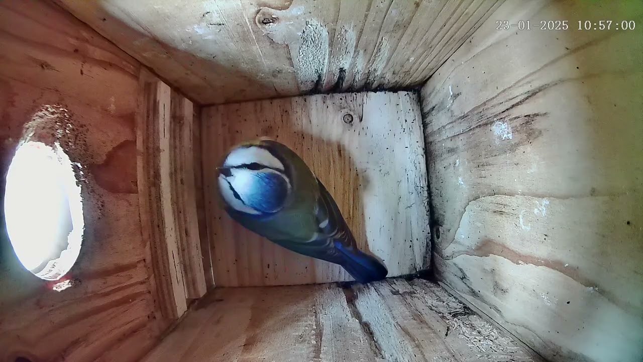 Blaumeisenkasten - Blue tit Nesting Box - 20.01.25 - 26.01.25
