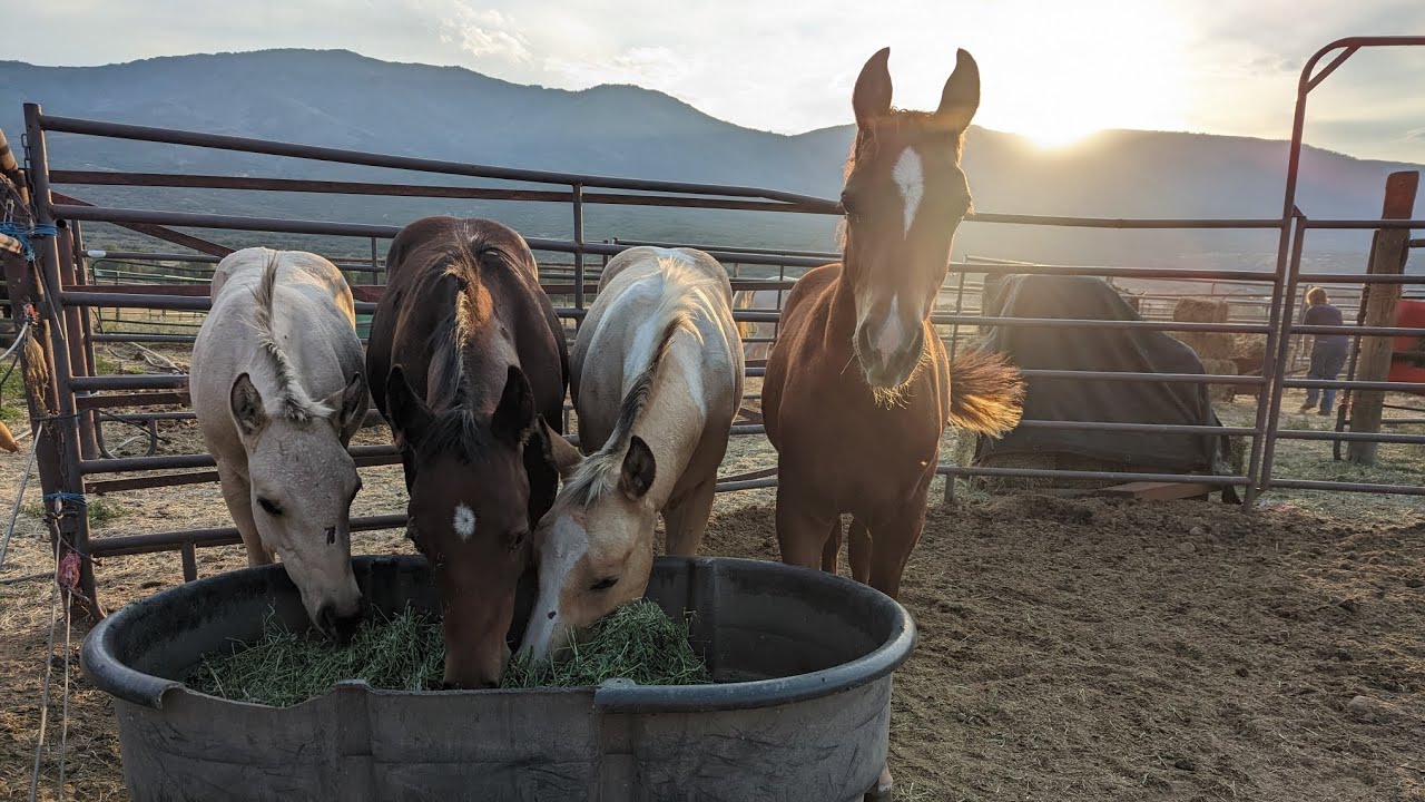 Foal weaning day