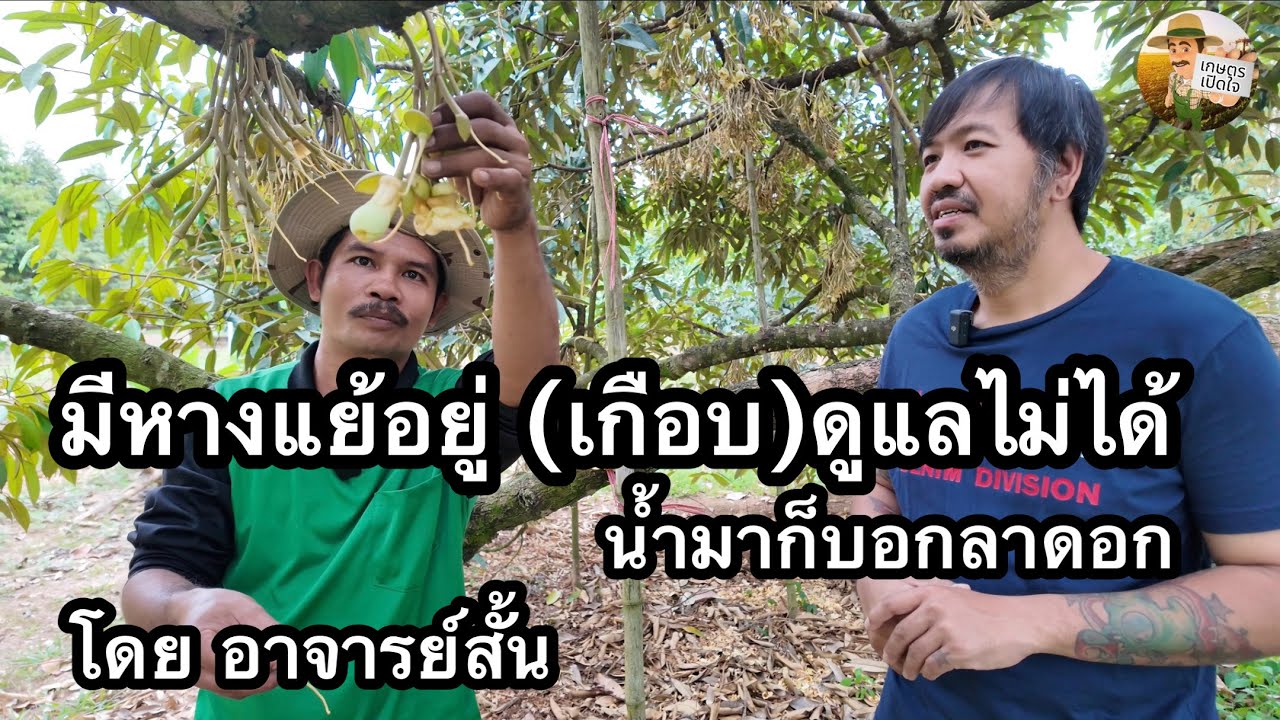 ถอยน้ำรักษาดอก ช่วงหางแย้ ทำไมจึงควรทำ จากประสบการณ์จริง | อาจารย์สั้น