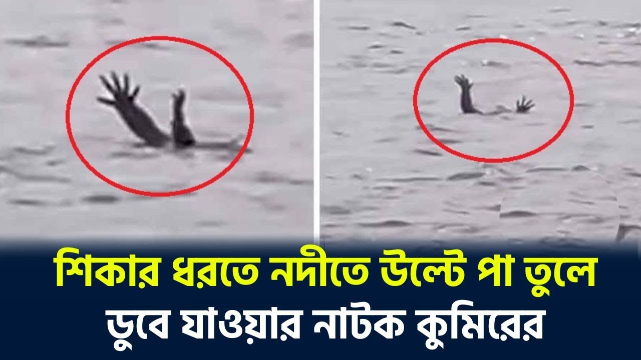 শিকার ধরতে নদীতে উল্টে পা তুলে ডুবে যাওয়ার নাটক কুমিরের | কুমির | The Daily Campus
