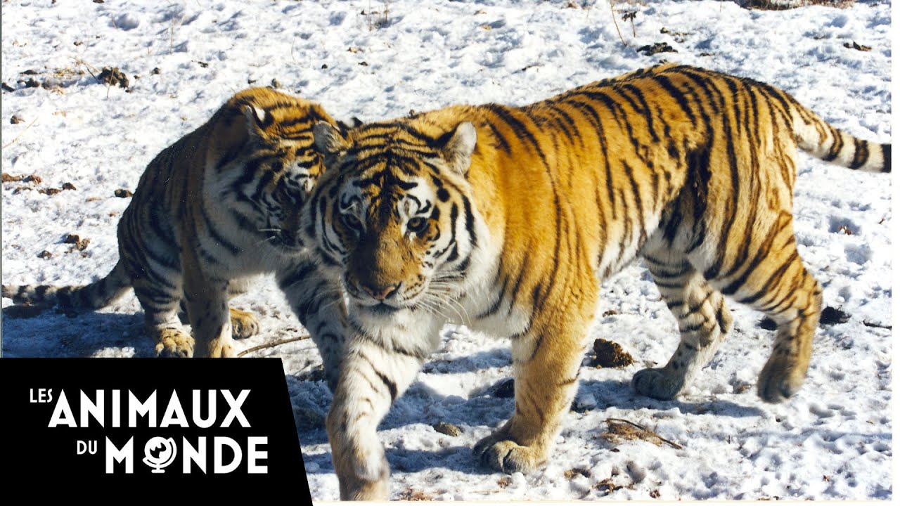 Le tigre de Sibérie - champions de la nature