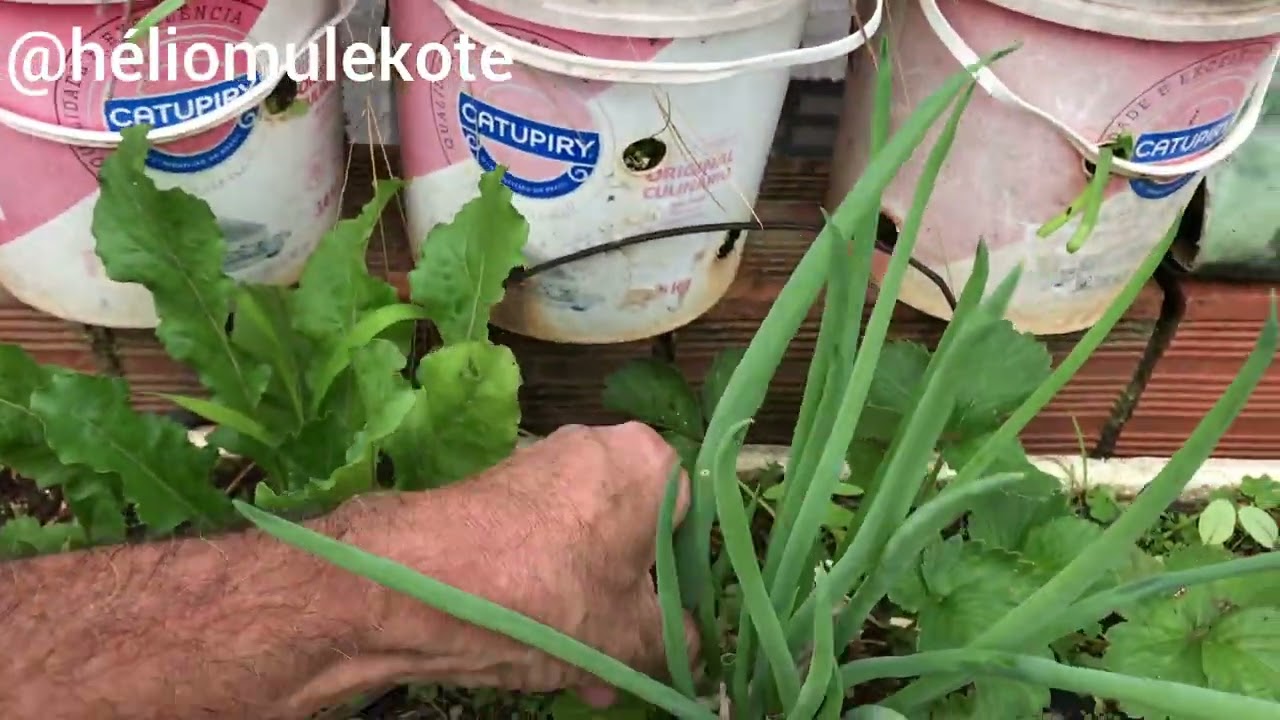 Horta Orgânica em laje #horta #orgánica #pimentas #tomatescerejas #morangos #quiabo #tomates #rúcula