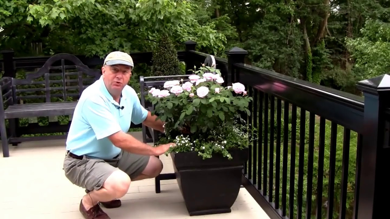 How to grow roses in containers// A delightful way to add color🌸and fragrance to living spaces.