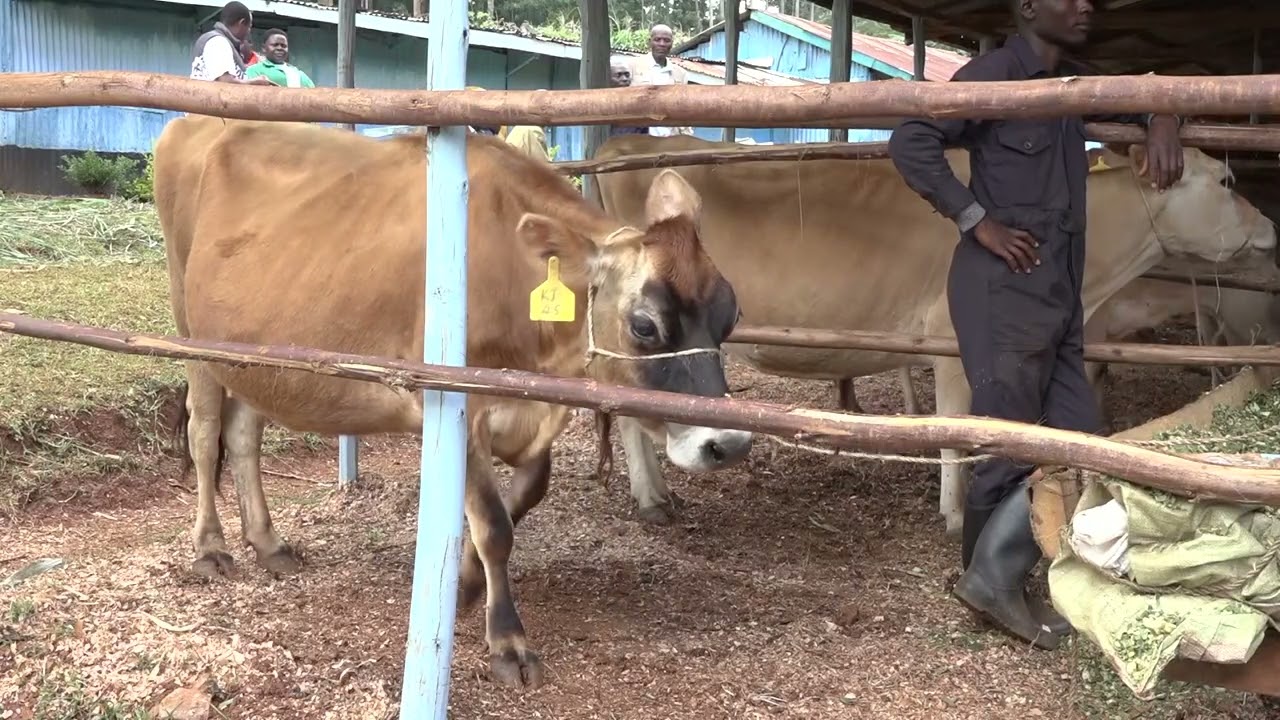 ZERO GRAZING