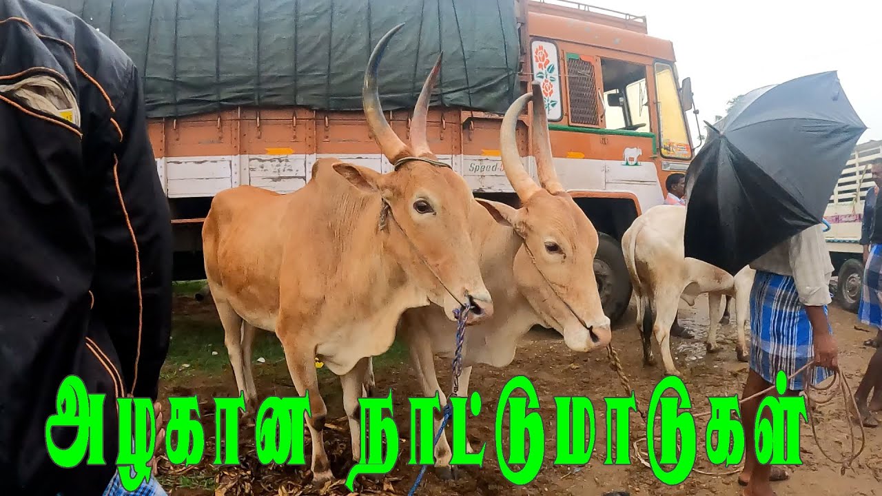 அழகான நாட்டுமாடுகள் வாங்கசிறந்தஇடம் ஊத்தங்கரை மாட்டுச்சந்தை