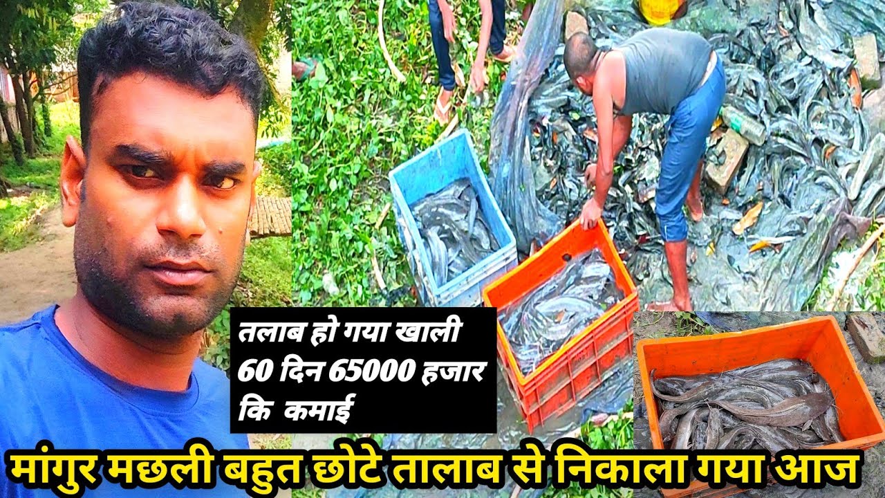 मांगुर मछली पालन कैसे करें|देसी मांगुर मछली पालन कैसे करें|| desi magur machli palan prin,