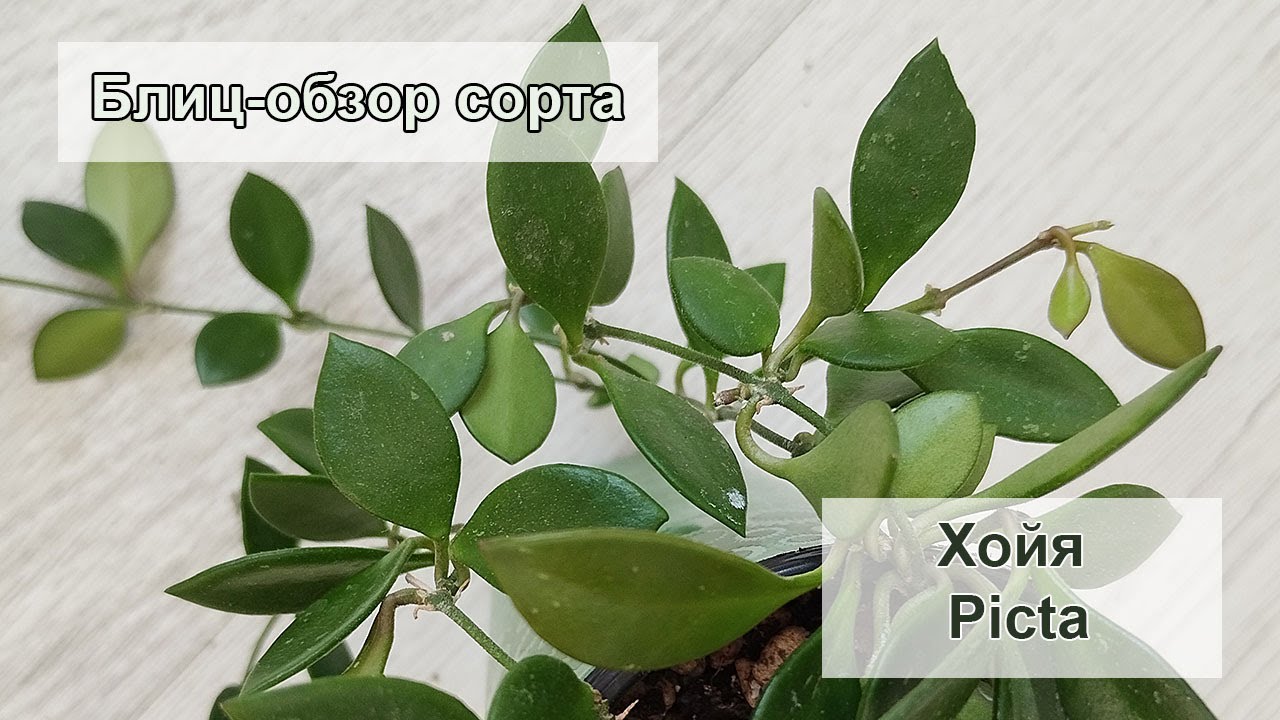 Блиц обзор сорта - Хойя Picta