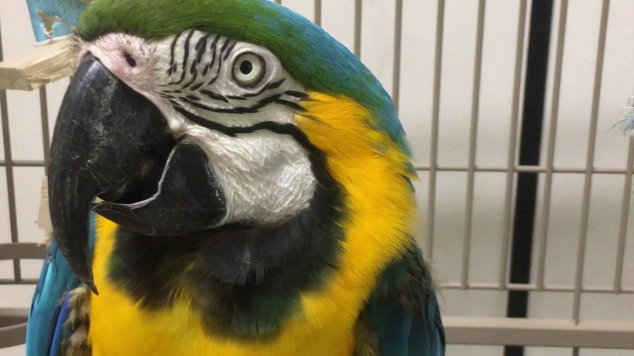 Our Last day Volunteering at Exotic bird rescue :(