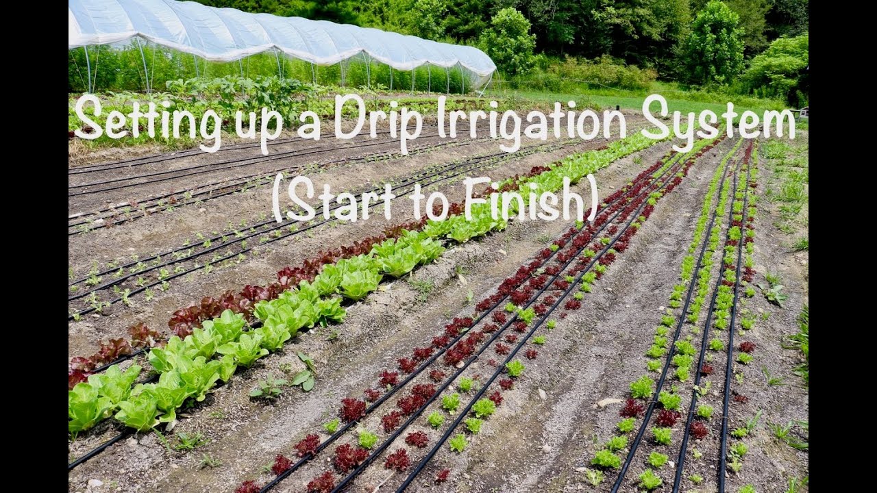 Setting up a Drip Irrigation System (Start to Finish)