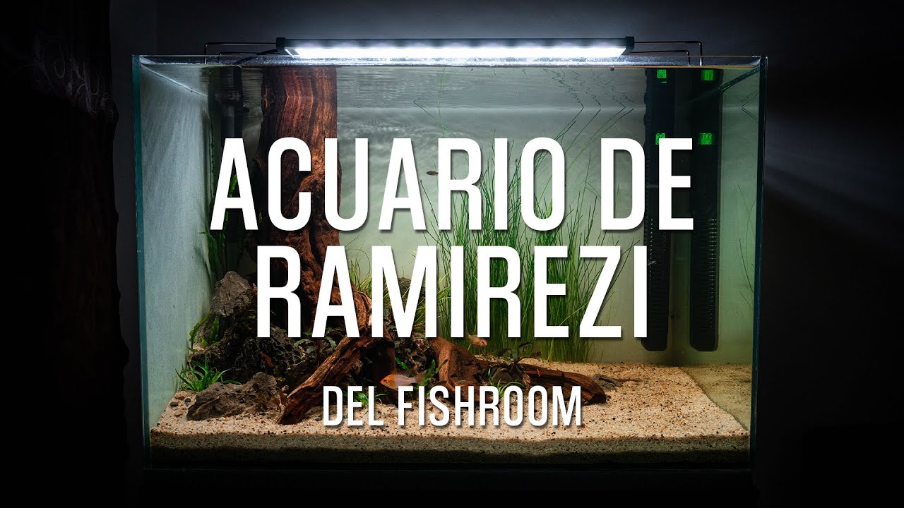 Acuario 96L - Ramirezi Golden - (Cinematic Video)
