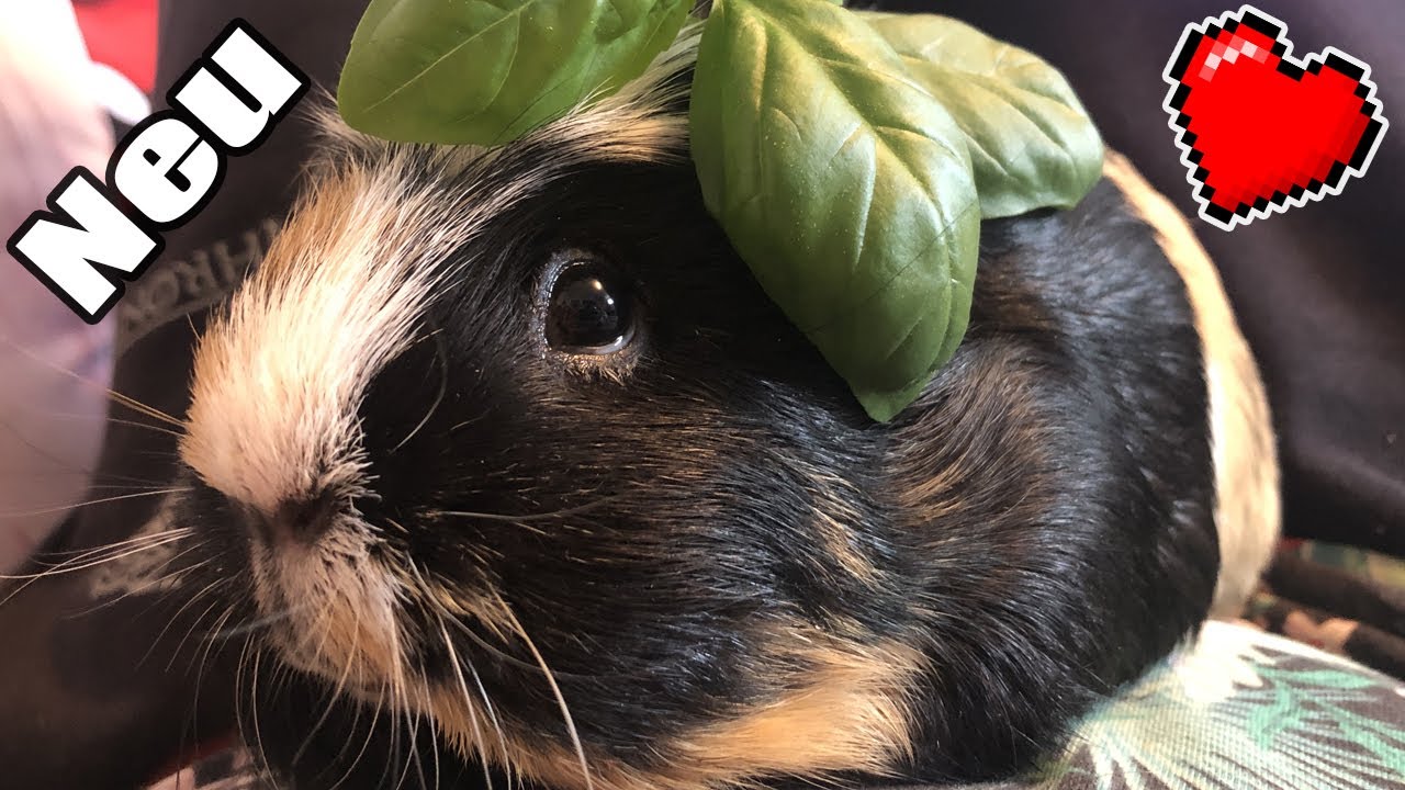 Ein NEUES Meerschweinchen zieht ins Gehege | Die Meeries