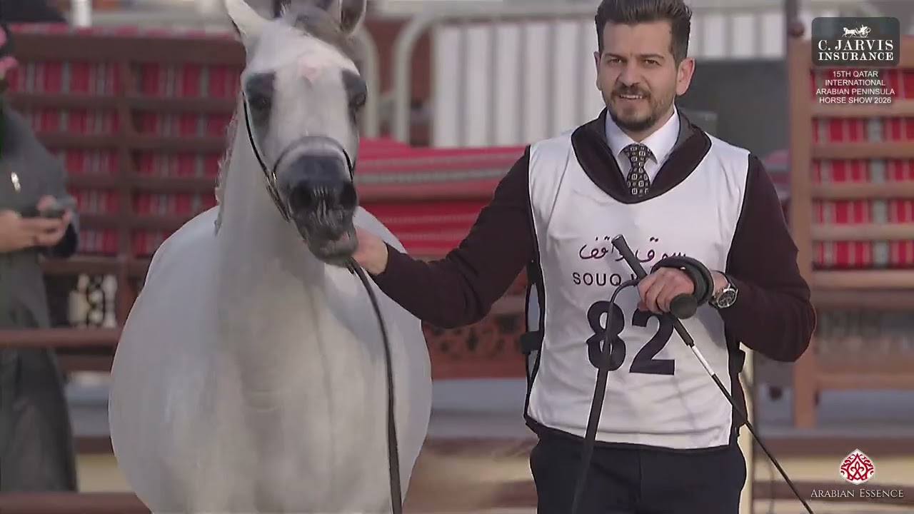 15th Qatar Intl  Arabian Peninsula Horse Show 2026   Class 4