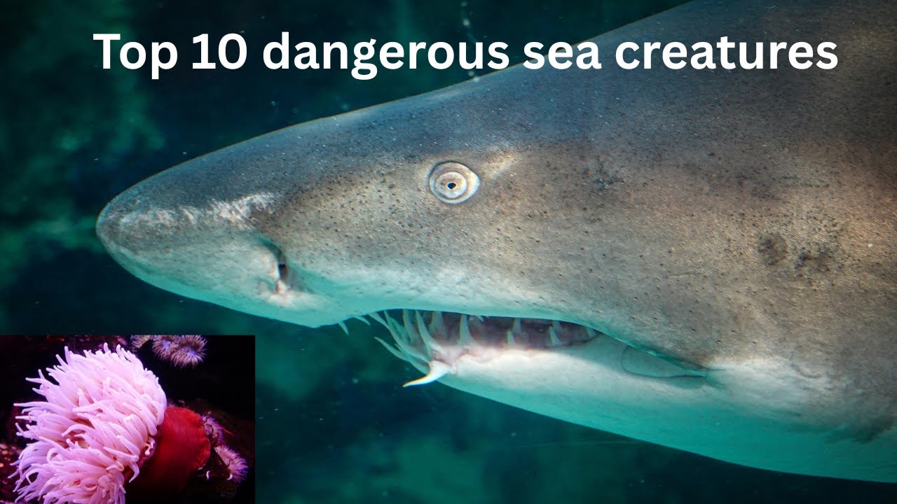 Top 10 Most DANGEROUS Sea Creatures