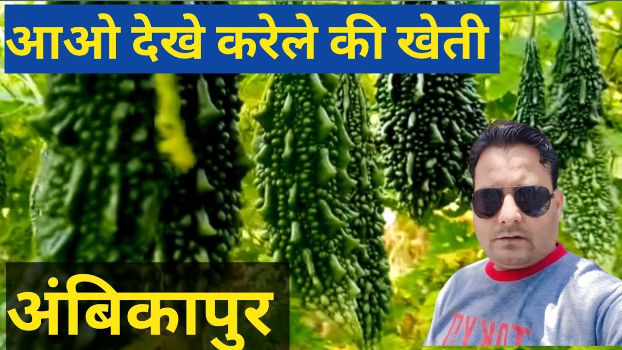 करेले की खेती , और गांव का टूर अंबिकापुर सरगुजा @Shahid Vlogs ALL in One