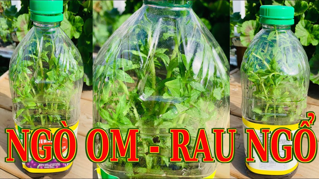Trồng ngò om xứ lạnh,  cắt lá và thay chậu cho sả