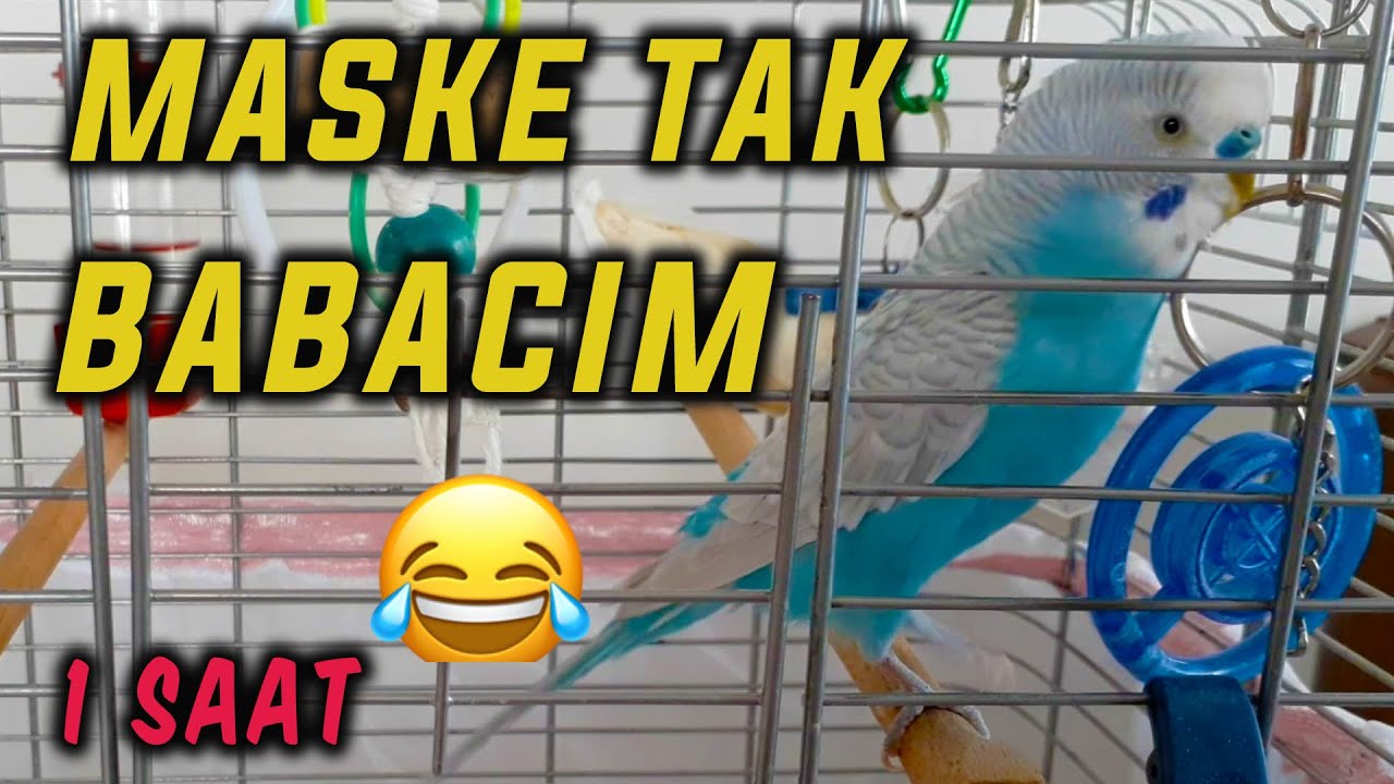 MASKE TAK BABACIM | KONUŞMAK NE KELİME ADETE DÖKTÜREN MUHABBET KUŞU BONCUK [1 SAAT]