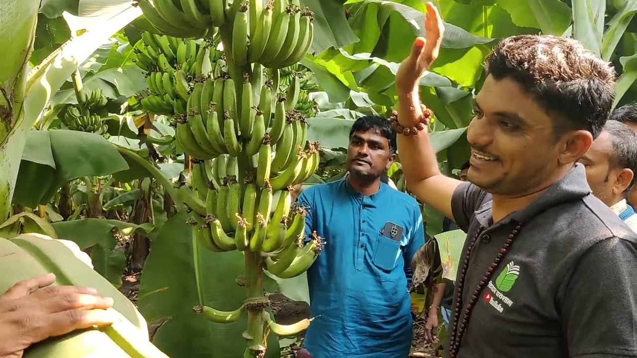 61/ Bk Banana Export Farming 7648838222 केला खेती के नए आयाम, बलराम किसान KISAN PATHSHALA