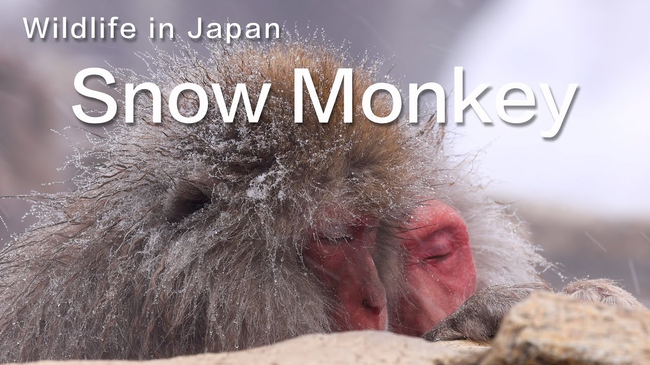 Snow Monkey | Wildlife in Japan. Plus Travel & Photography Tips.