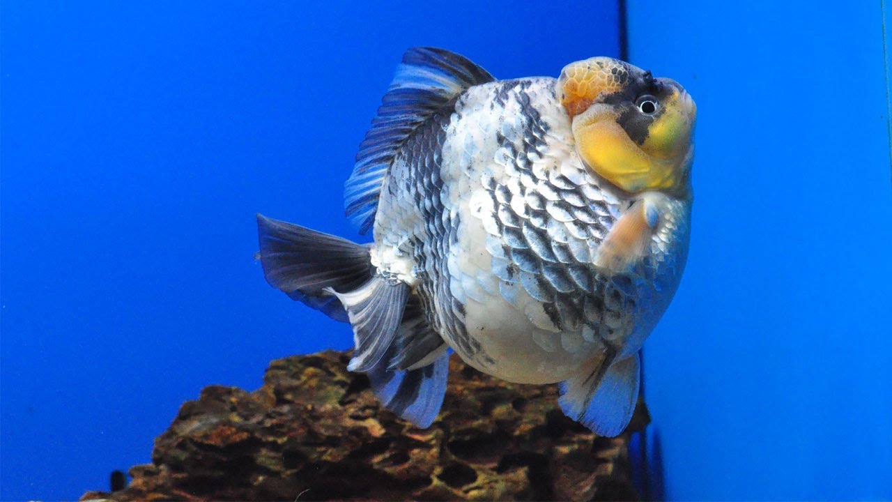 Top grade quality goldfish