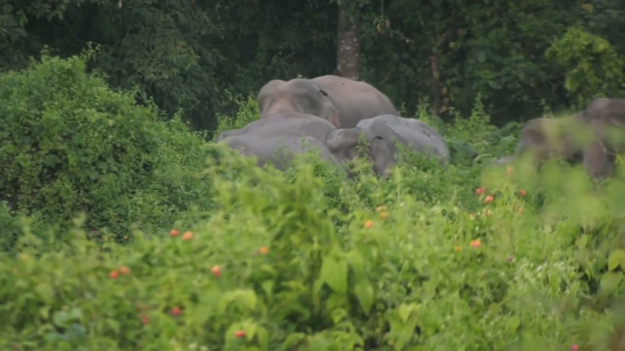 Samrang Elephant Vlog