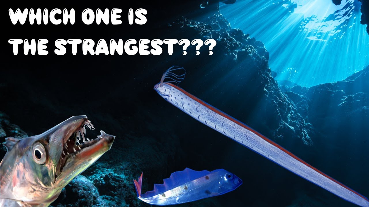 Oarfish vs. Ribbonfish vs. Hairtail Fish &ndash; Key Differences & How to Identify Them!
