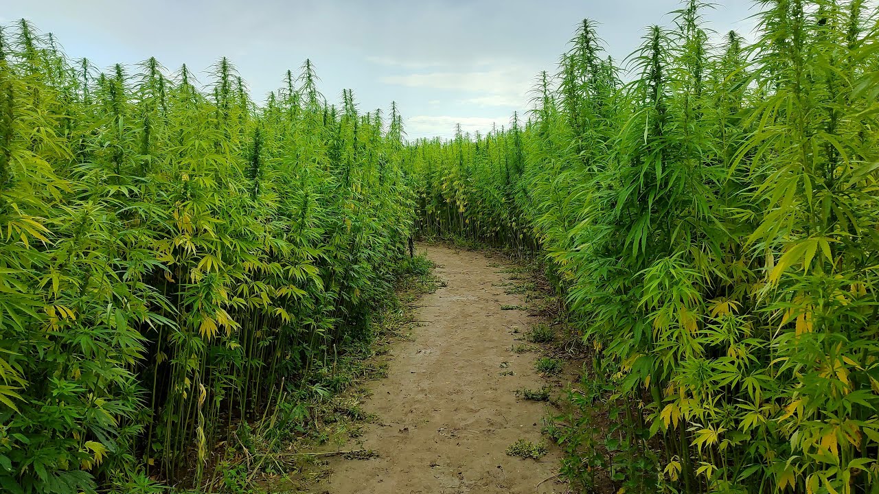 Hemp Maze Walk 2021 &bull; Real Time Virtual Walking Tour Ambience in 4K ASMR
