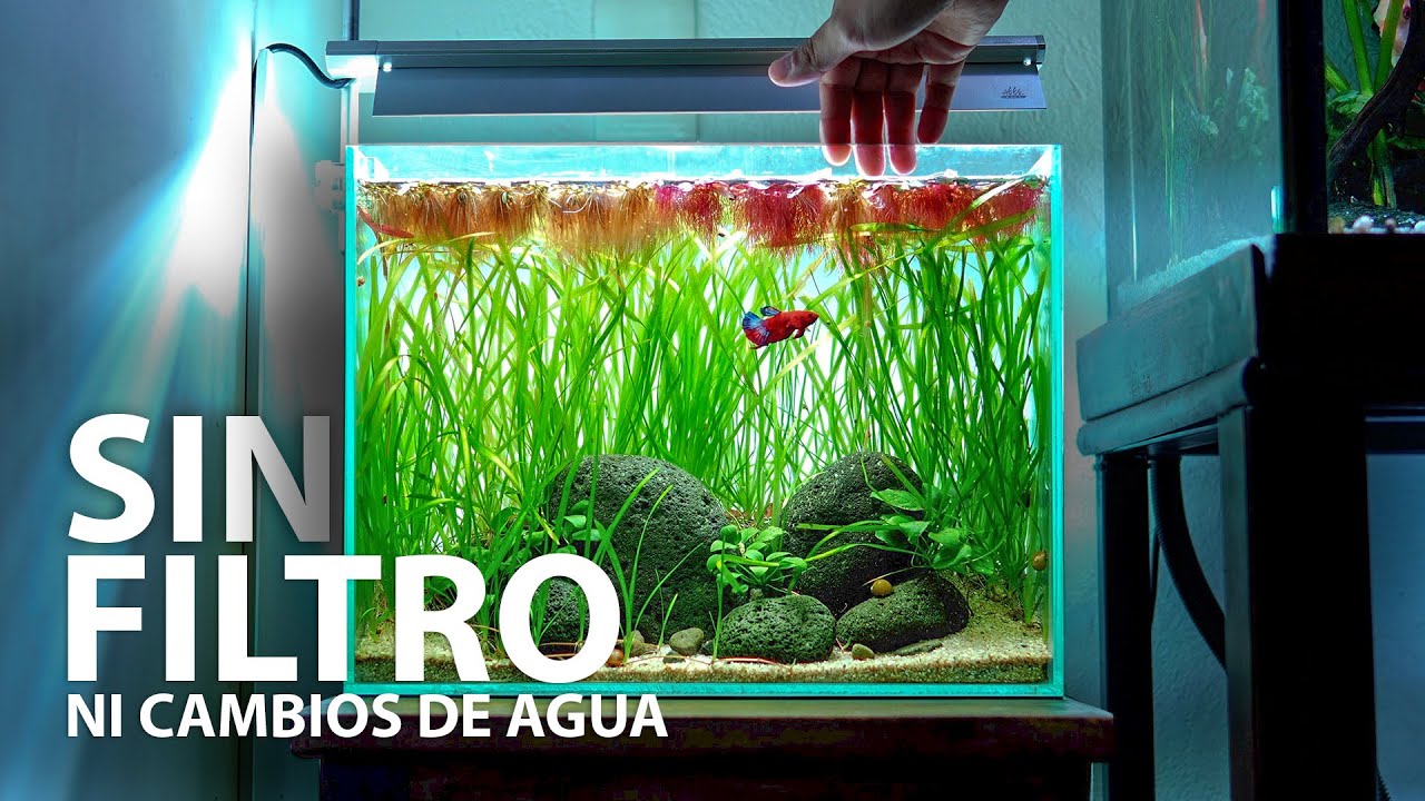 Acuario Natural: Sin Filtro, Sin Cambios de Agua y Agua Cristalina