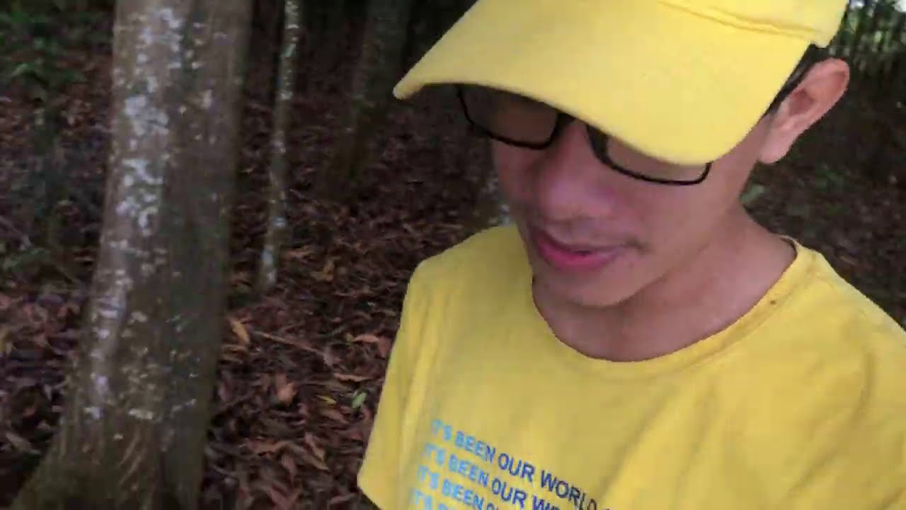 T&igrave;m hiểu về bộ Rễ của c&acirc;y Tr&agrave;m N&uacute;i kh&ocirc;ng phải ai củng biết | B&igrave;nh Nguyễn Vlog